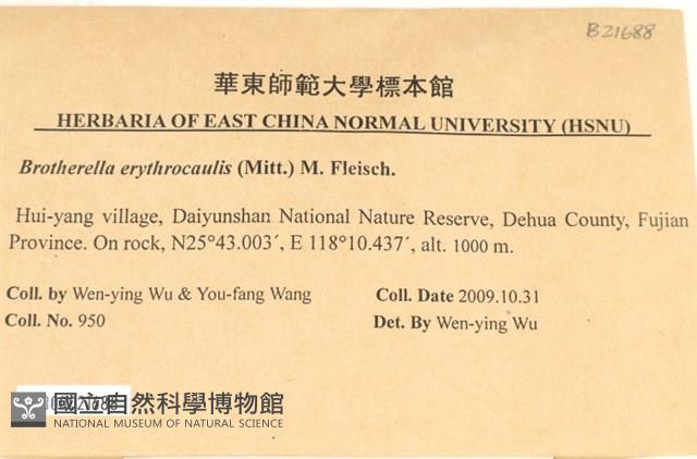 赤莖小錦蘚藏品圖，第2張