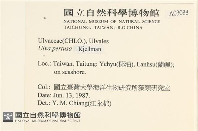 石蓴藏品圖，第2張