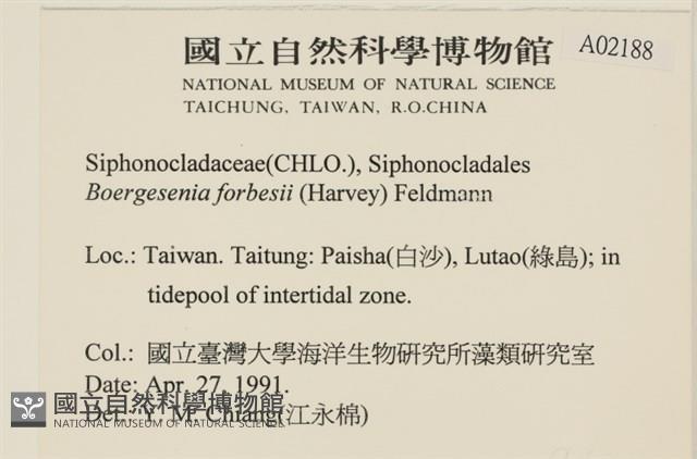 曲玉藻, 香蕉菜, 玉茄藻藏品圖，第2張