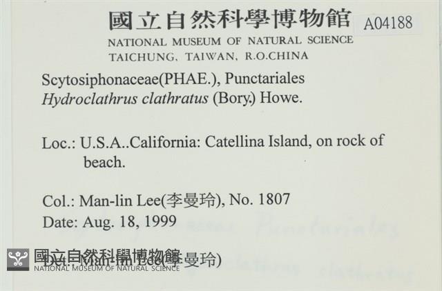 網胰藻藏品圖，第2張