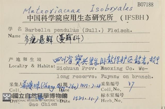 多疣懸蘚藏品圖，第2張