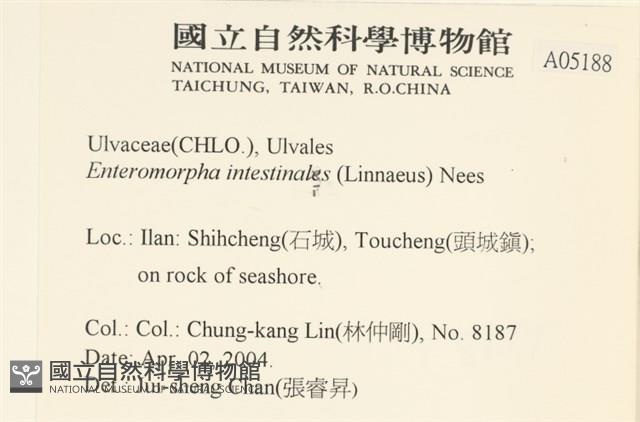 腸滸苔, 河石髮藏品圖，第2張