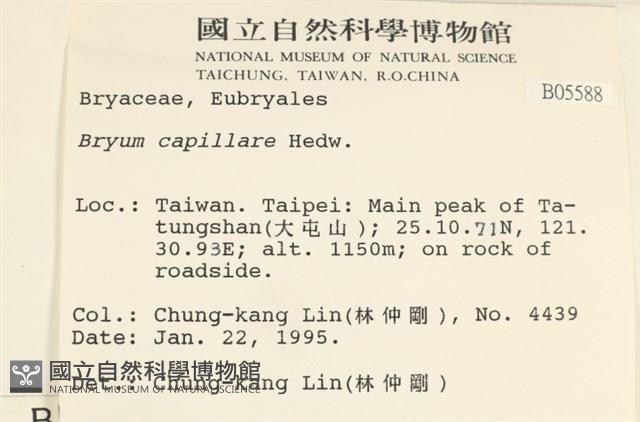 細葉真蘚藏品圖，第2張