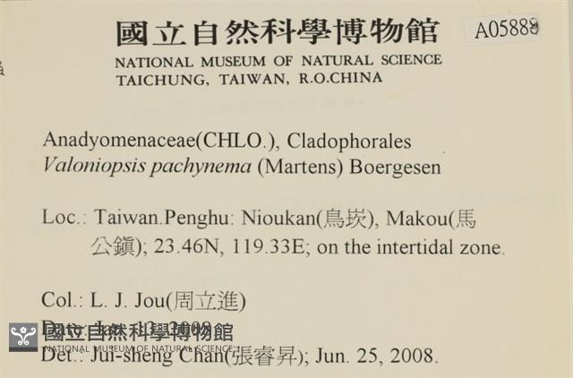 指枝藻藏品圖，第2張