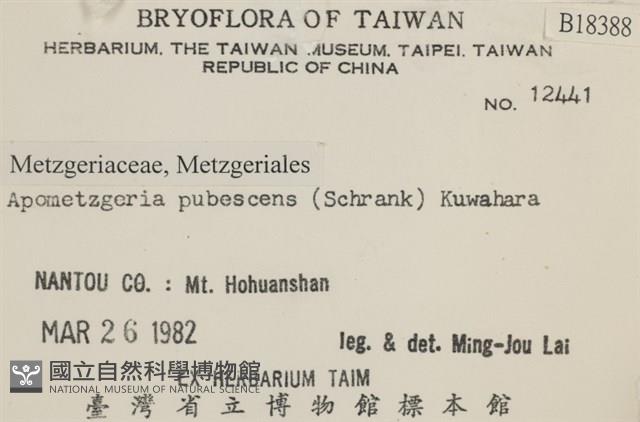 毛擬叉苔藏品圖，第2張