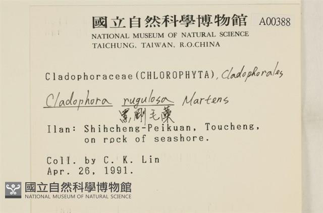 黑剛毛藻藏品圖，第2張