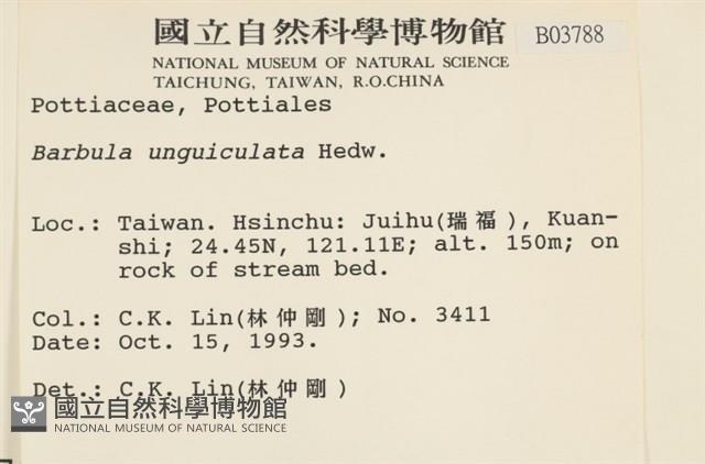 扭口蘚藏品圖，第2張