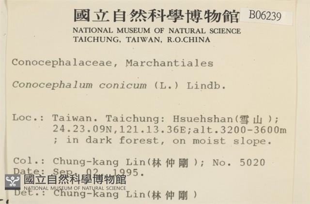 蛇苔藏品圖，第2張