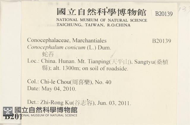 蛇苔藏品圖，第2張