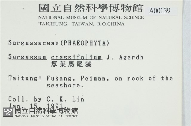 厚葉馬尾藻藏品圖，第2張