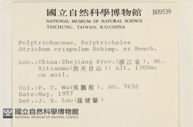 卷葉仙鶴蘚藏品圖，第2張