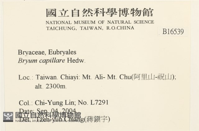 細葉真蘚藏品圖，第2張