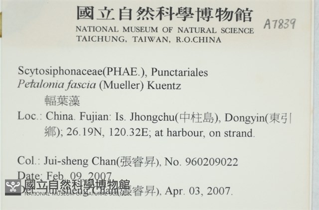 西洋葉苔藏品圖，第2張