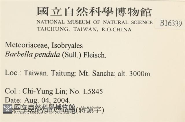 多疣懸蘚藏品圖，第2張