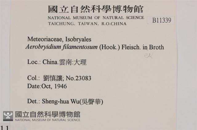 毛扭蘚藏品圖，第2張