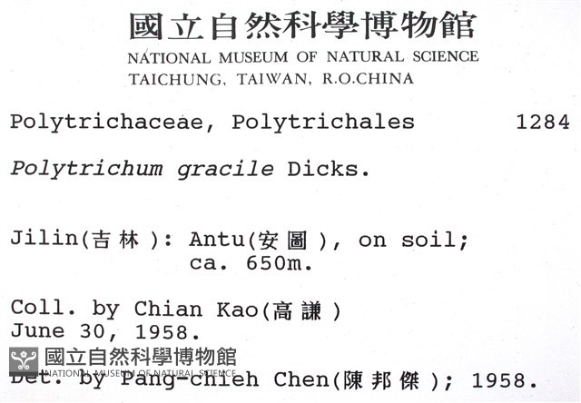 細葉金髮蘚藏品圖，第2張
