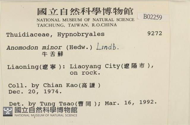 小牛舌蘚藏品圖，第2張