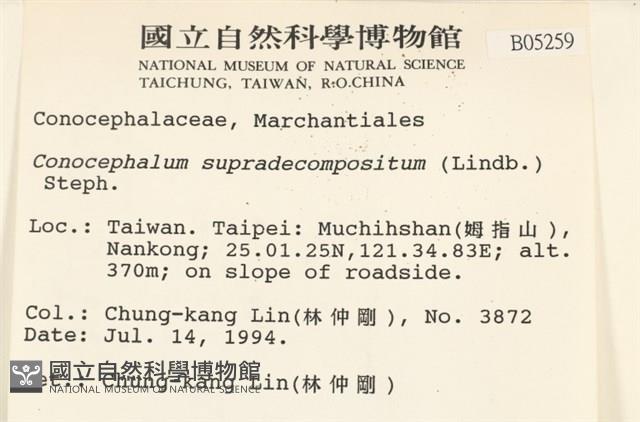 小蛇苔藏品圖，第2張