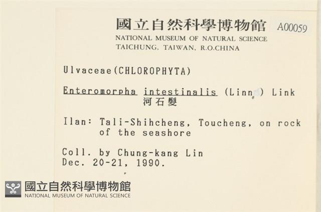 腸滸苔, 河石髮藏品圖，第2張