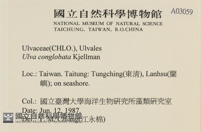 茶花石蓴, 牡丹菜藏品圖，第2張