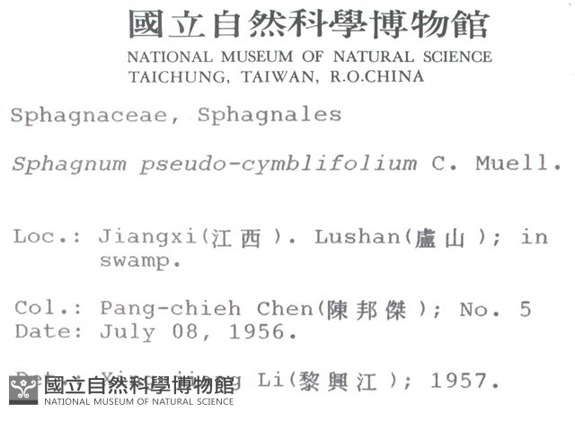 擬大泥炭蘚藏品圖，第2張