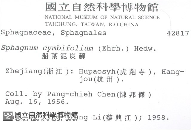 船葉泥炭蘚藏品圖，第2張