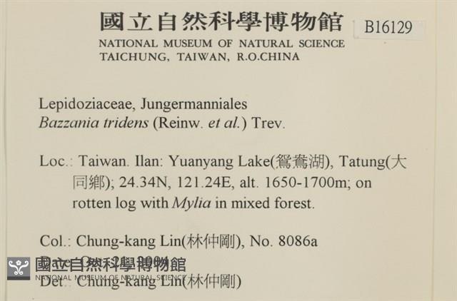 鞭苔,三裂鞭苔藏品圖，第2張