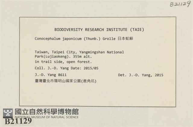 日本蛇苔藏品圖，第2張