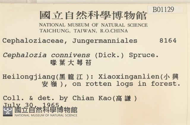 喙葉大萼苔藏品圖，第2張