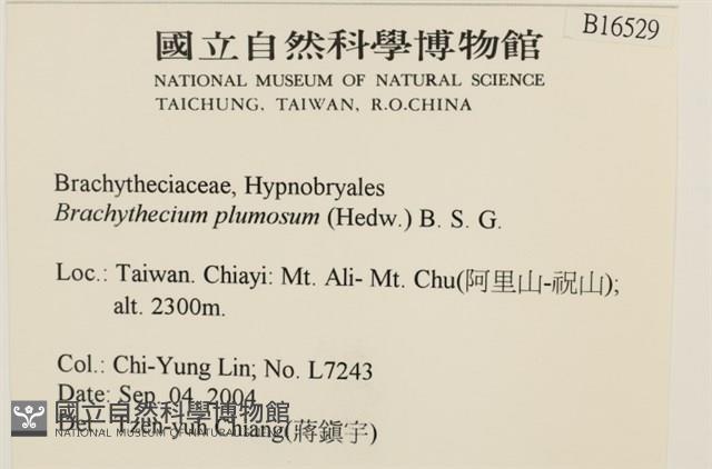 羽枝青蘚藏品圖，第2張