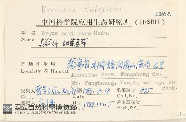 細葉真蘚藏品圖，第2張