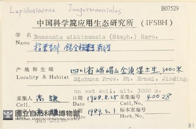 錫金鞭苔藏品圖，第2張