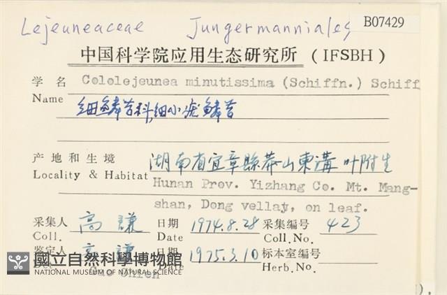 細小疣鱗苔藏品圖，第2張