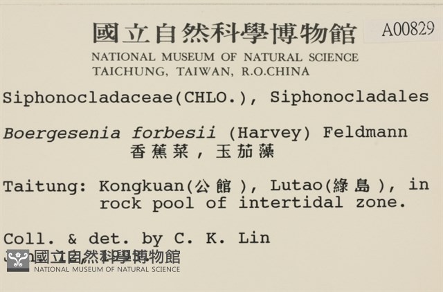 曲玉藻, 香蕉菜, 玉茄藻藏品圖，第2張