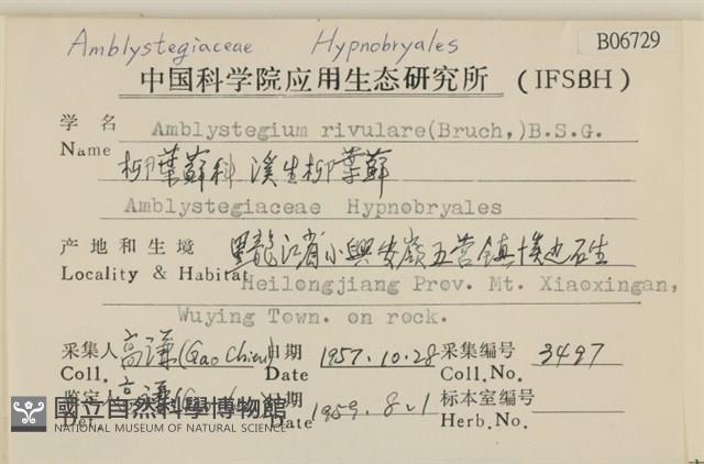 溪生柳葉蘚藏品圖，第2張