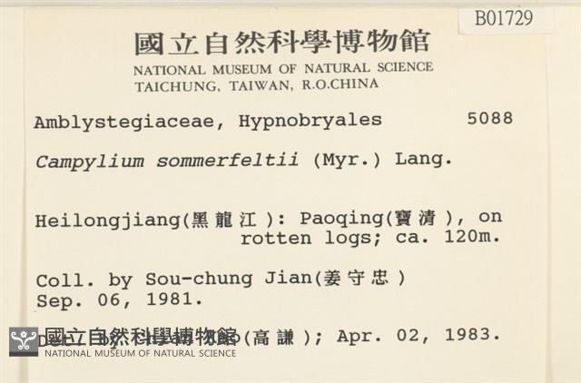 稀齒細濕蘚藏品圖，第2張