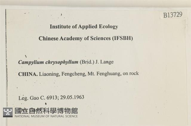 黃葉細濕蘚藏品圖，第2張