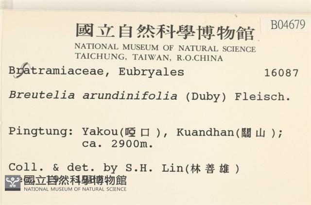 大熱澤蘚藏品圖，第2張