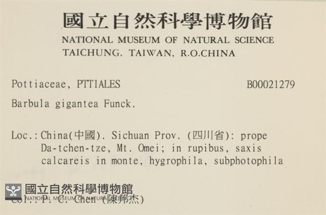 大扭口蘚藏品圖，第2張