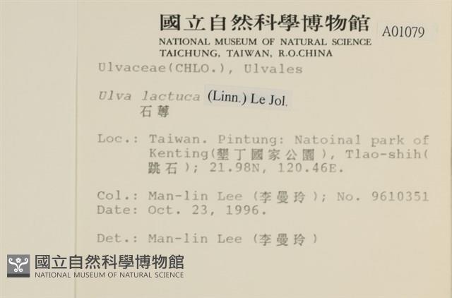 大石蓴, 石蓴藏品圖，第2張