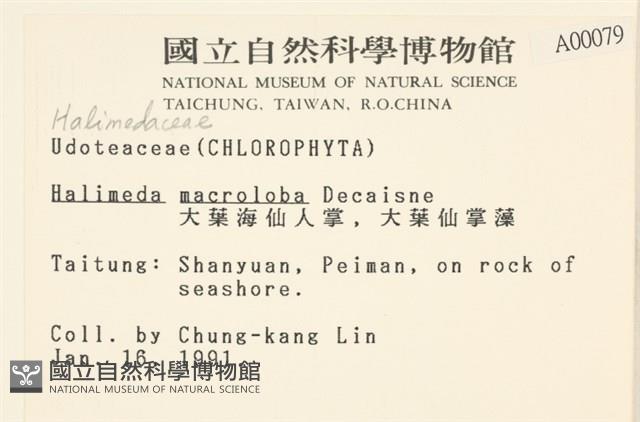 大葉海仙人掌, 大葉仙掌藻藏品圖，第2張