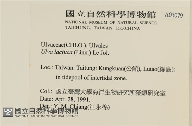 大石蓴, 石蓴藏品圖，第2張