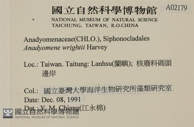 浮網藻, 肋葉藻藏品圖，第2張