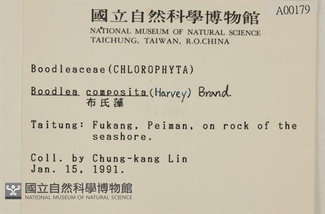 布氏藻藏品圖，第2張