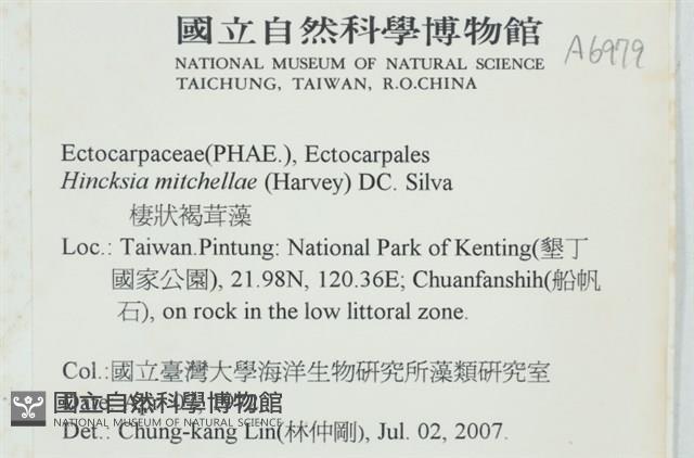 棲狀褐茸藻藏品圖，第2張