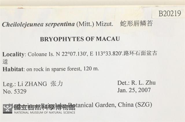 蛇形唇鱗苔藏品圖，第2張