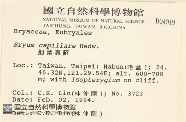 細葉真蘚藏品圖，第2張