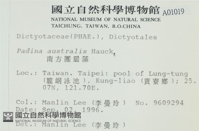 南方團扇藻藏品圖，第2張