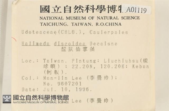 盤狀仙掌藻藏品圖，第2張