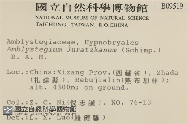 長葉柳葉蘚藏品圖，第2張